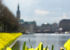 Osterglocken-Meer im Fr�hling an der Uferpromenade am Ballindamm.