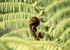 Ein neuer Farn w�chst heran...