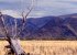 Landschaft um Omarama (S�dinsel)
